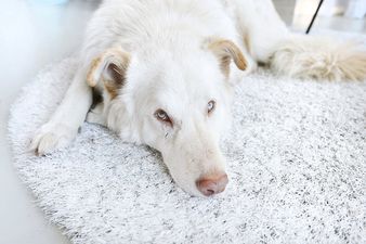 TISCA Outdoor Teppiche 